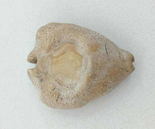 Cypraea caputviperae