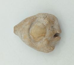 Cypraea caputviperae