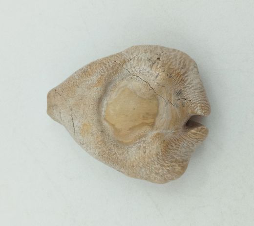 Cypraea caputviperae