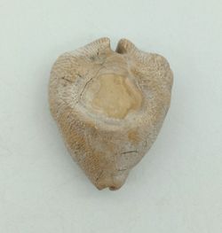 Cypraea caputviperae