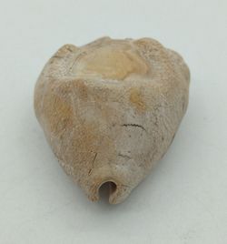 Cypraea caputviperae