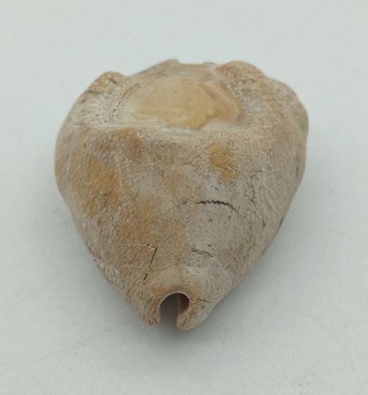 Cypraea caputviperae