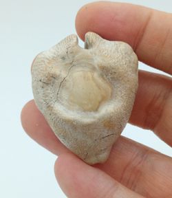 Cypraea caputviperae