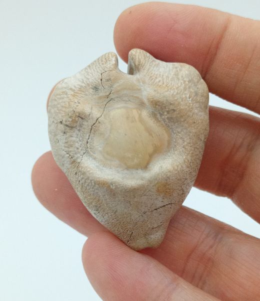 Cypraea caputviperae