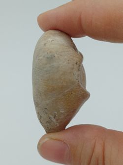 Cypraea caputviperae