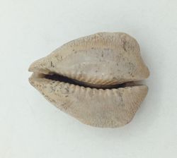 Cypraea caputviperae