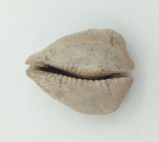 Cypraea caputviperae