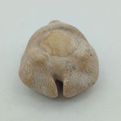 Cypraea caputviperae