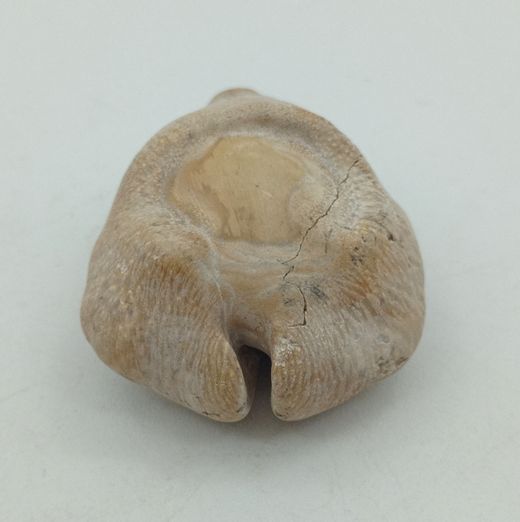 Cypraea caputviperae