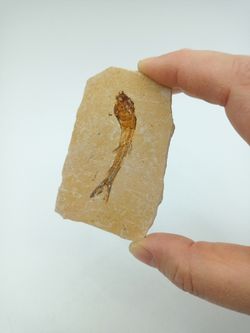 Dastilbe (Pez fósil)