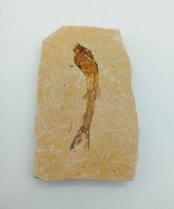 Dastilbe (Pez fósil)