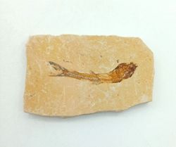 Dastilbe (Pez fósil)