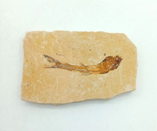 Dastilbe (Pez fósil)