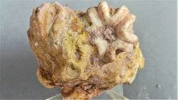 Deltablastus en matriz (Vista ventral)