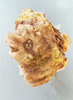Deltablastus en matriz (Vista ventral)