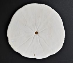Dendraster excentricus
