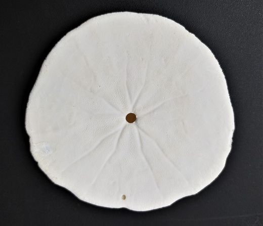 Dendraster excentricus