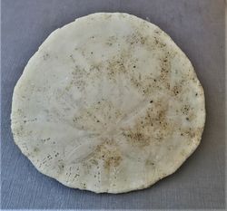 Dendraster venturaensis (Equinoideo)