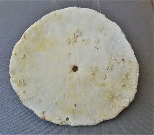 Dendraster venturaensis (Equinoideo)