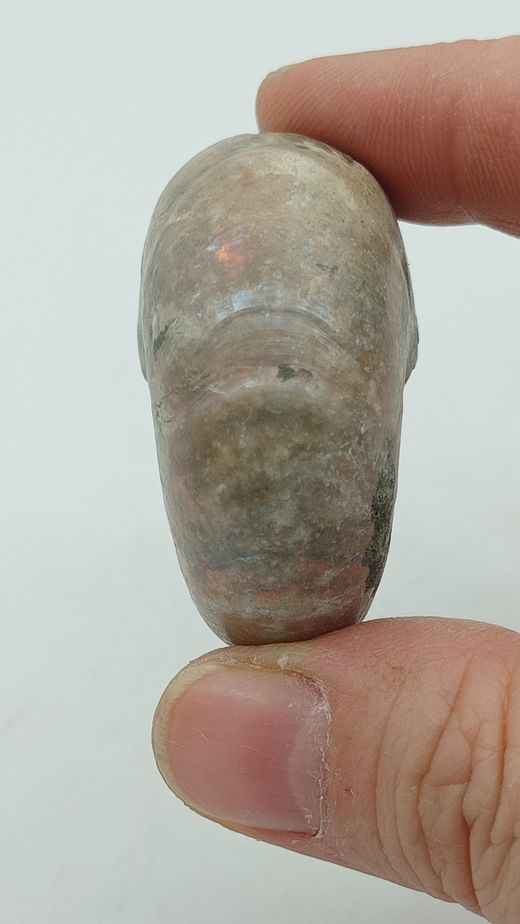 Desmoceras (Ejemplar completo)