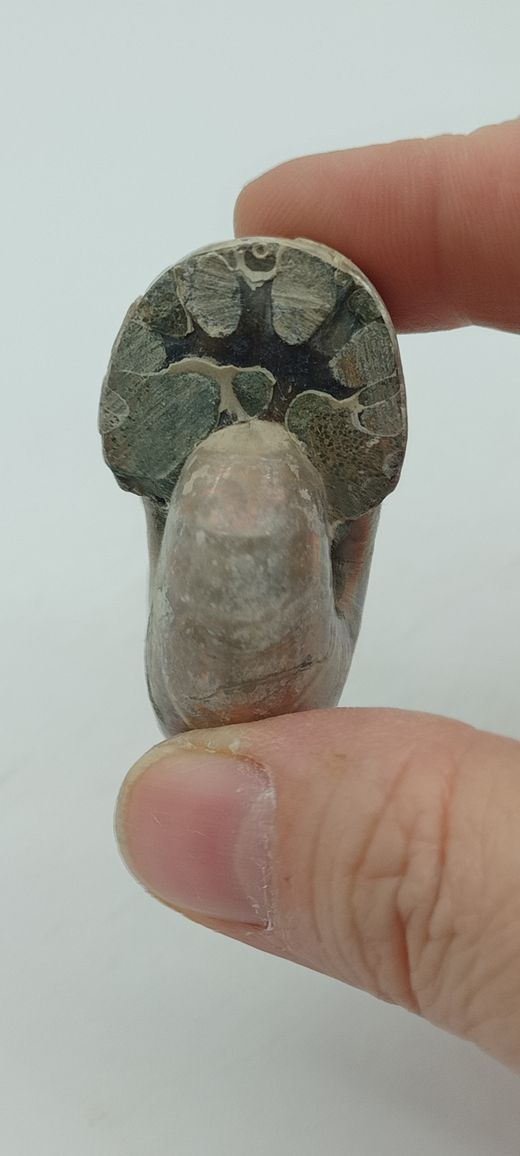 Desmoceras (Ejemplar completo)