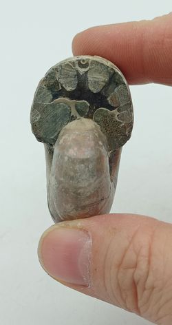 Desmoceras (Ejemplar completo)