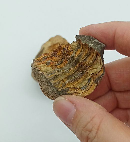Dicalymene (trilobites) en nódulo