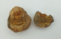 Dicalymene (trilobites) en nódulo