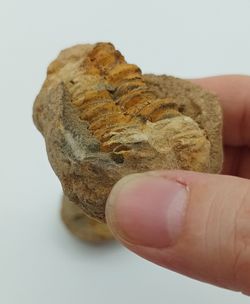 Dicalymene (trilobites) en nódulo