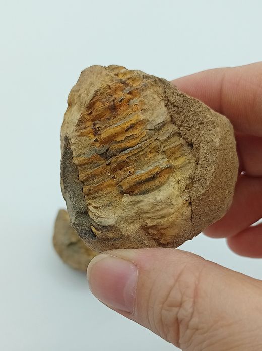 Dicalymene (trilobites) en nódulo