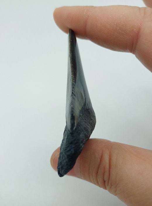 Diente de Megalodón