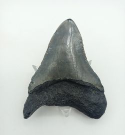 Diente de Megalodón