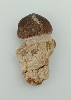 Diente de Mosasauro - Igdamanosaurus aegyptiacus