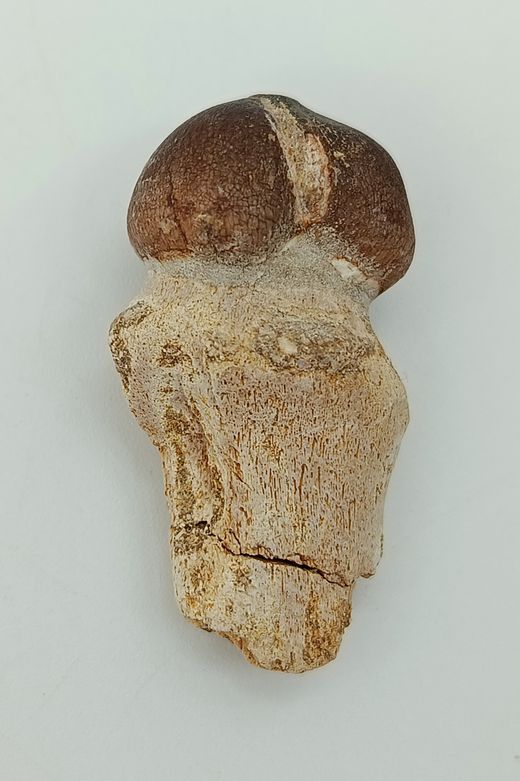 Diente de Mosasauro - Igdamanosaurus aegyptiacus