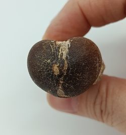 Diente de Mosasauro - Igdamanosaurus aegyptiacus