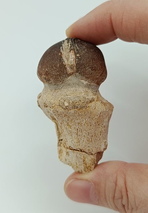 Diente de Mosasauro - Igdamanosaurus aegyptiacus
