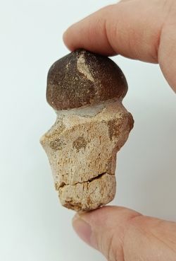 Diente de Mosasauro - Igdamanosaurus aegyptiacus