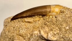 Diente de Plesiosaurio (Zarafasaurus oceanis)