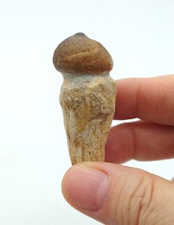 Diente de reptil Igdamanosaurus aegyptiacus