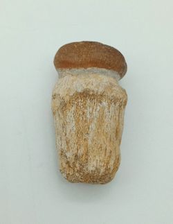 Diente de reptil Igdamanosaurus aegyptiacus