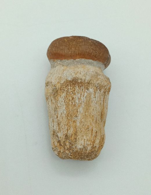 Diente de reptil Igdamanosaurus aegyptiacus