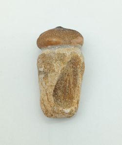 Diente de reptil Igdamanosaurus aegyptiacus