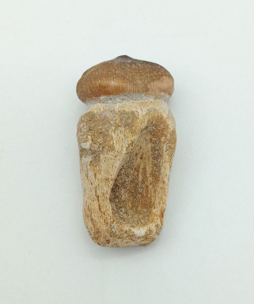 Diente de reptil Igdamanosaurus aegyptiacus