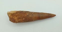 Diente de Spinosaurus aegyptiacus