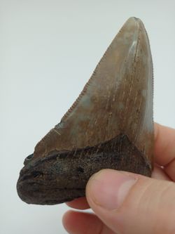 Diente fósil de tiburón Carcharocles megalodon