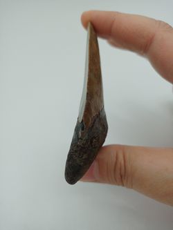 Diente fósil de tiburón Carcharocles megalodon