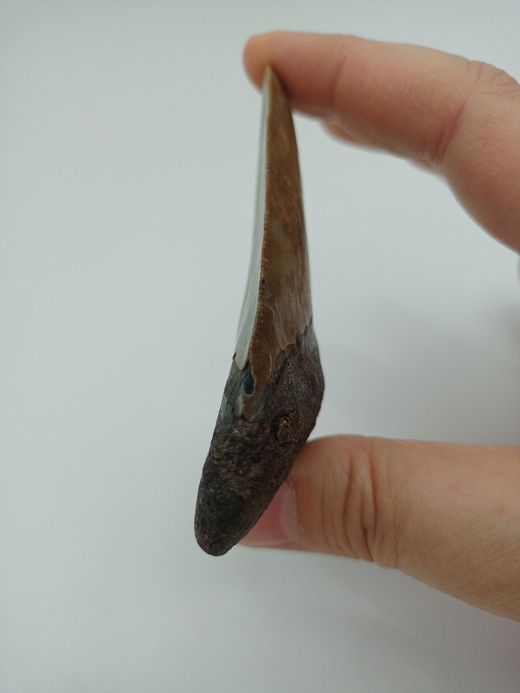 Diente fósil de tiburón Carcharocles megalodon