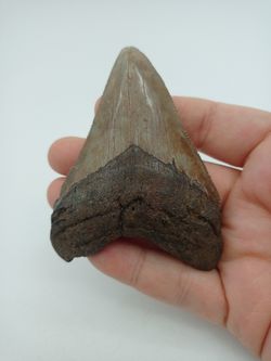 Diente fósil de tiburón Carcharocles megalodon