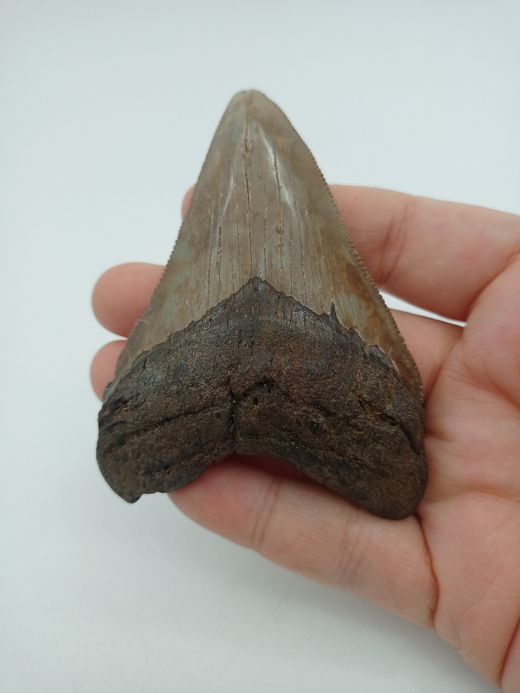 Diente fósil de tiburón Carcharocles megalodon