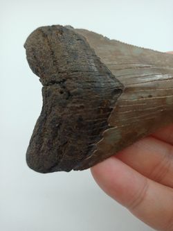 Diente fósil de tiburón Carcharocles megalodon